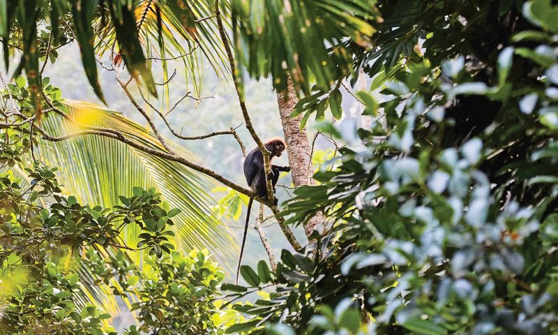 میمونی در جنگل سریلانکا